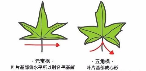 【成都花木苗圃】怎样分辨五角枫和元宝枫？