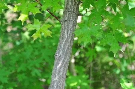 【成都花木苗圃】怎样分辨五角枫和元宝枫？