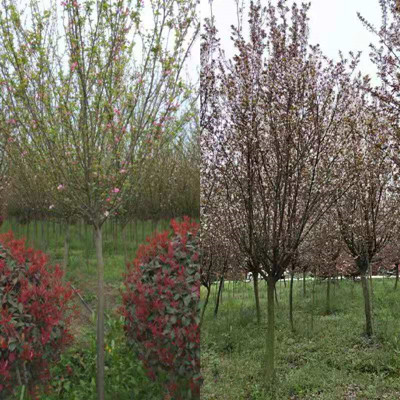 十二届成都花木苗圃绿化管理及养护技术交流会在即