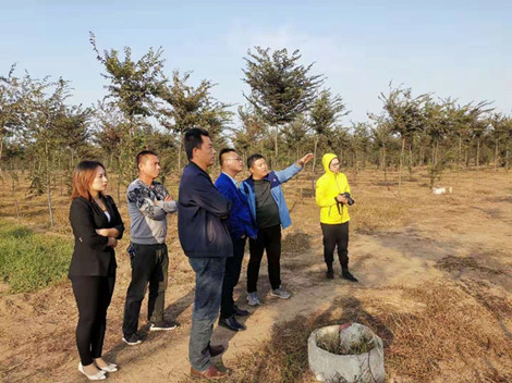 [成都花木基地]好树多养三四年