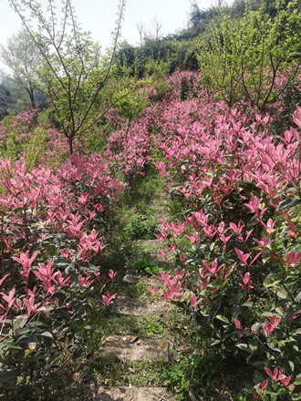 [成都花木人]公务员变身四川红榉第一人