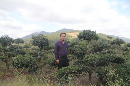 成都苗圃资讯；茶梅阿哥的苗圃“变形记”