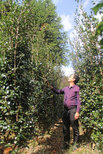 成都苗圃资讯；茶梅阿哥的苗圃“变形记”