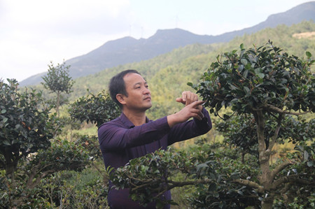 成都苗圃资讯；茶梅阿哥的苗圃“变形记”