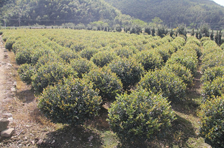 成都苗圃资讯；茶梅阿哥的苗圃“变形记”