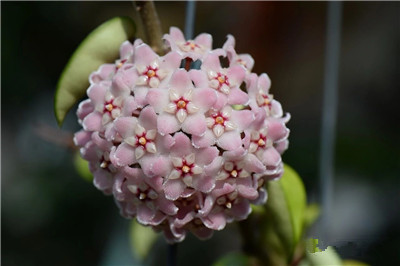 [成都花木]球兰属植物温室盆花生产