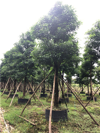 他要打造一个苗圃工厂，把苗圃无限复制下去，我想他是疯了...