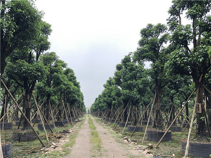 他要打造一个苗圃工厂，把苗圃无限复制下去，我想他是疯了...