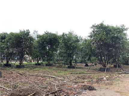 他要打造一个苗圃工厂，把苗圃无限复制下去，我想他是疯了...