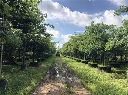 他要打造一个苗圃工厂，把苗圃无限复制下去，我想他是疯了...