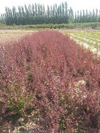 成都花木网资讯-他们的花木新品种要送人