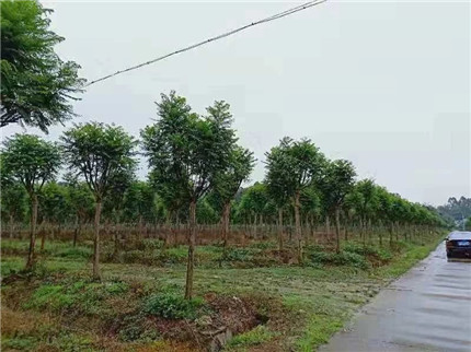 成都苗木动态|看彭永刚的苗圃如何“香樟”“蓝花楹”双丰收的