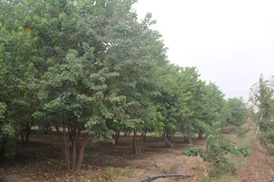 成都苗圃资讯|他们要建一座乡野和珍稀植物的“时光隧道”