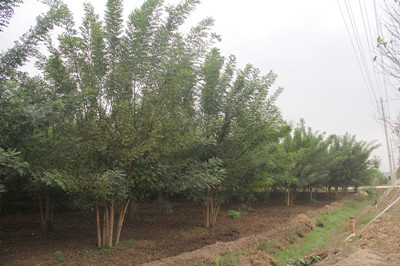 成都苗圃资讯|他们要建一座乡野和珍稀植物的“时光隧道”