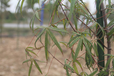 成都苗圃资讯|他们要建一座乡野和珍稀植物的“时光隧道”