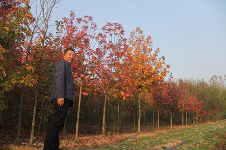 [成都苗圃]一个普通菜农，千亩欧洲彩叶树苗圃