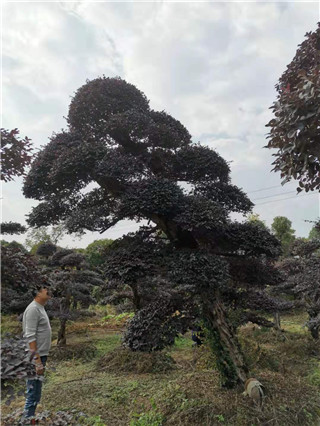 成都花木网行业人物-刘绍全