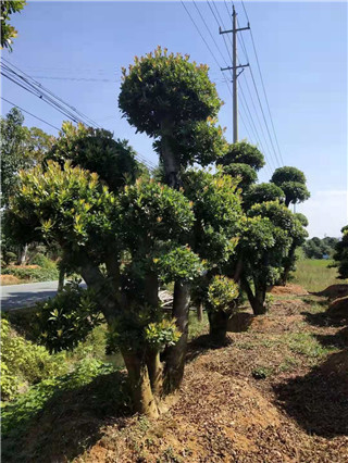 成都花木网行业人物-刘绍全：来自中国红花檵木之乡的造型桩景人