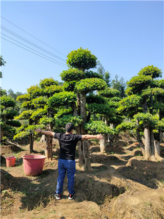 成都花木网行业人物-刘绍全：来自中国红花檵木之乡的造型桩景人