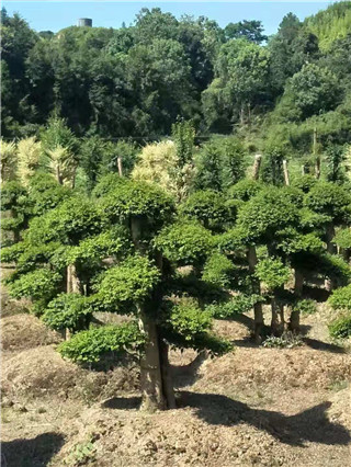 成都花木网行业人物-刘绍全