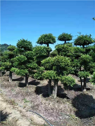 成都花木网行业人物-刘绍全：来自中国红花檵木之乡的造型桩景人