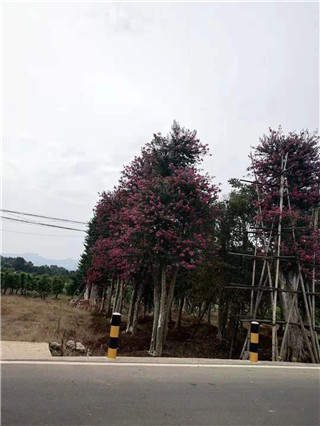 成都花木网行业人物-刘绍全：来自中国红花檵木之乡的造型桩景人