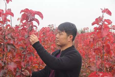 成都花木网推荐；花飞叶落，地涌山河