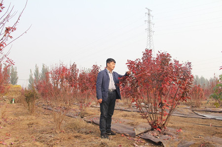 成都花木网推荐；花飞叶落，地涌山河