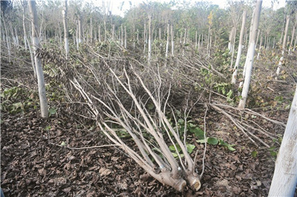 成都苗圃快讯；植物新品种维权的又一次胜利！‘四季春1号’维权成功