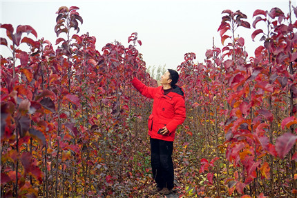 成都花木基地|一年生嫁接苗卖200块，今秋他定金就收了240万元