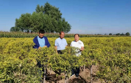 成都花木网行业达人|高胖子获得佳绩的高招