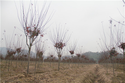 成都苗圃资讯；接手三年，他让苗木基地换新颜，连年扩地，他只为一树而“疯”