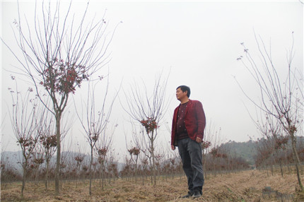 成都苗圃资讯；接手三年，他让苗木基地换新颜，连年扩地，他只为一树而“疯”