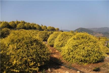 成都苗木基地励志人物|七年建苗圃，一场台风归零，他重整旗鼓续写辉煌！