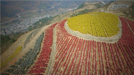 成都苗木基地励志人物|七年建苗圃，一场台风归零，他重整旗鼓续写辉煌！