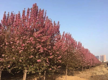 成都苗木基地提醒，莫让大水大肥影响了你卖苗木