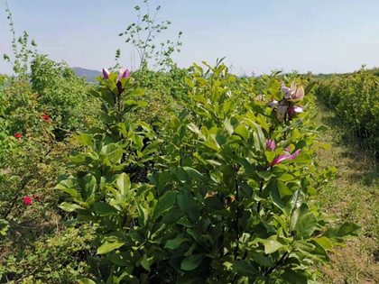 成都苗圃协会谈；苗圃经营策略之把新品种推向工程