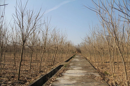 成都苗木基地推荐|为守一个承诺，他放弃了近千万的苗木生意