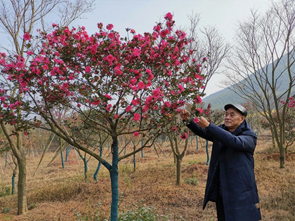 成都苗圃小编谈：老孙的“慢树”