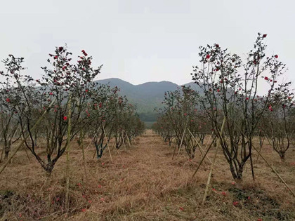 成都苗圃小编谈：老孙的“慢树”