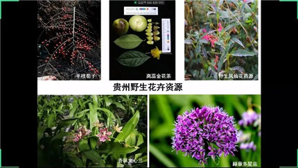 成都花木基地行业探讨：九省联线，疫情之下花木产业的春天在哪里