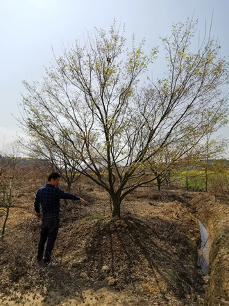 成都苗圃协会行业人物志|根哥的地栽苗木，凭啥夏天卖得火？