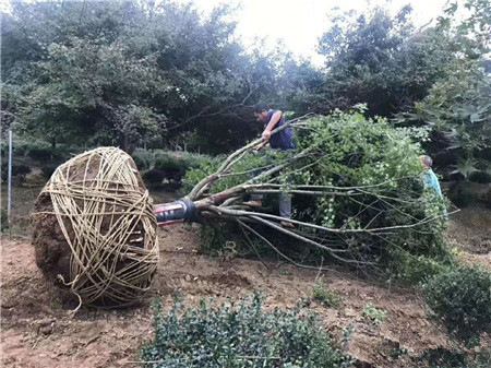 成都苗圃协会行业人物志|根哥的地栽苗木，凭啥夏天卖得火？