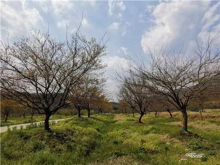 成都苗圃协会行业人物志|根哥的地栽苗木，凭啥夏天卖得火？