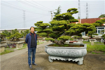 成都苗圃协会访谈|多位盆景人谈疫情，武汉邵火生：能自己扛绝不给国家添麻烦