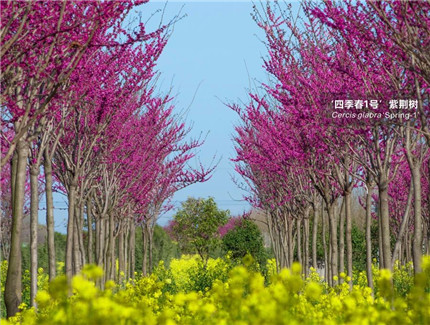 成都花木基地小编提醒；同志们，这里的紫荆树开花了！