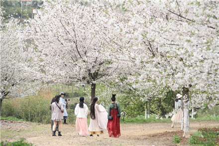 成都苗圃基地小编带你游览嵊州“樱雄”江贤祥的樱花苗圃