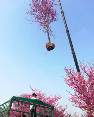 成都花木基地行业动态|这是一车发往大连英歌石植物园的‘四季春1号’紫荆树！