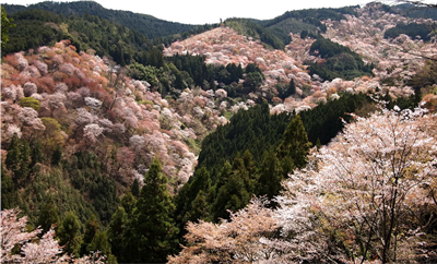 成都苗木基地小编教你识别；假的‘染井吉野’樱花