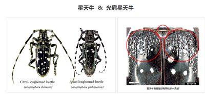 成都苗圃小编推荐；苗木防治天牛，这可能是目前最好的方法